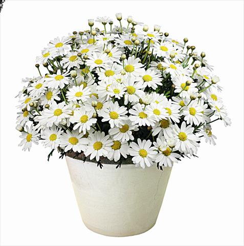 Foto de variedad de flores para ser usadas como: Maceta o cesta de trasplante Argyranthemum Argy Maxie