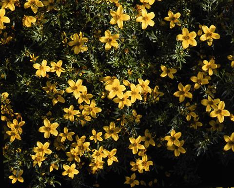 Foto de variedad de flores para ser usadas como: Planta de temporada / borde del macizo Bidens ferulifolia Goldfever