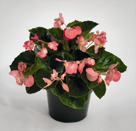 Foto de variedad de flores para ser usadas como: Maceta o cesta de trasplante Begonia Big Pink Green Leaf