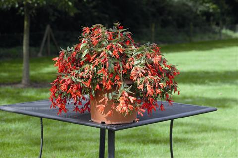 Foto de variedad de flores para ser usadas como: Maceta o cesta de trasplante Begonia boliviensis Bossa Nova Orange Shades