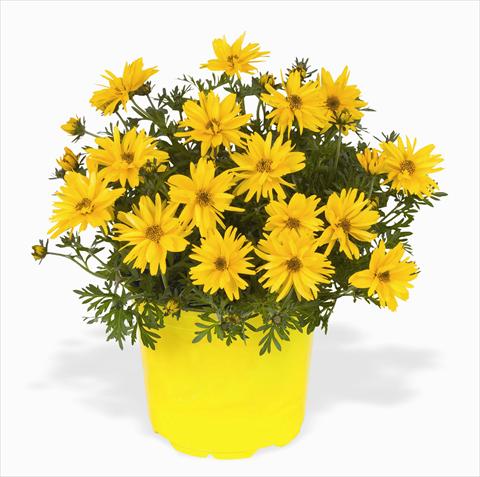 Foto de variedad de flores para ser usadas como: Maceta o cesta de trasplante Bidens ferulifolia Rapid Double Yellow