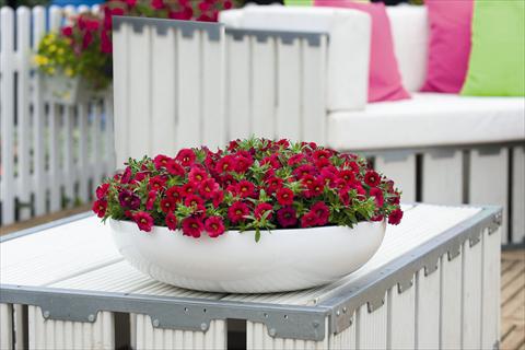 Foto de variedad de flores para ser usadas como: Maceta o cesta de trasplante Calibrachoa Calipetite Red Imp