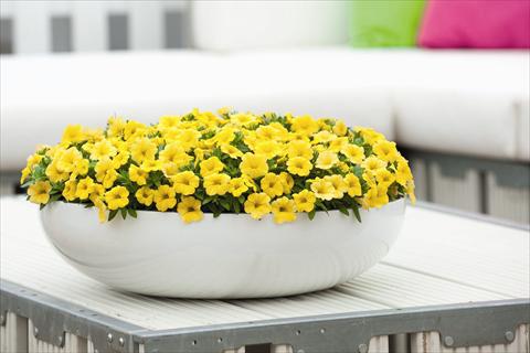 Foto de variedad de flores para ser usadas como: Maceta o cesta de trasplante Calibrachoa Calipetite Yellow Imp