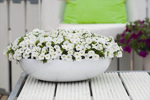 Foto de variedad de flores para ser usadas como: Maceta o cesta de trasplante Calibrachoa Calipette White Imp