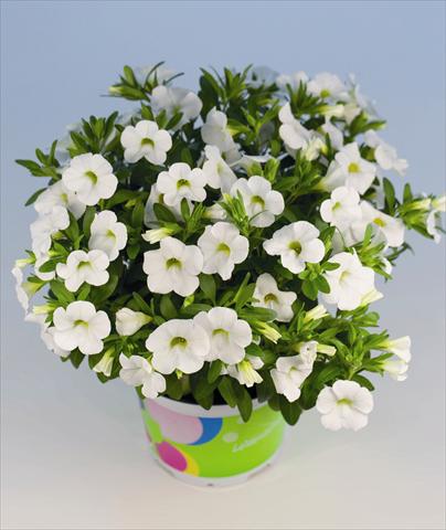 Foto de variedad de flores para ser usadas como: Maceta o cesta de trasplante Calibrachoa Celebration White Pot