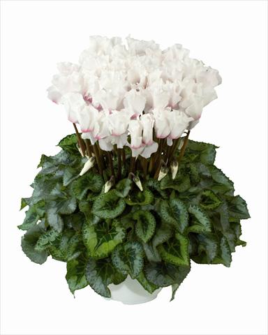 Foto de variedad de flores para ser usadas como: Tarrina de colgar / Maceta Cyclamen persicum Cana White Frangee Oeil Clair n56