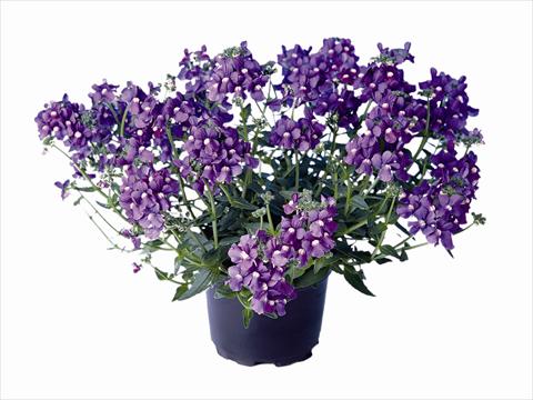 Foto de variedad de flores para ser usadas como: Planta de temporada / borde del macizo Nemesia Nemo Blue