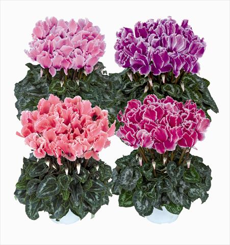 Foto de variedad de flores para ser usadas como: Tarrina de colgar / Maceta Cyclamen persicum Halios Curly Melange Flamme 2560