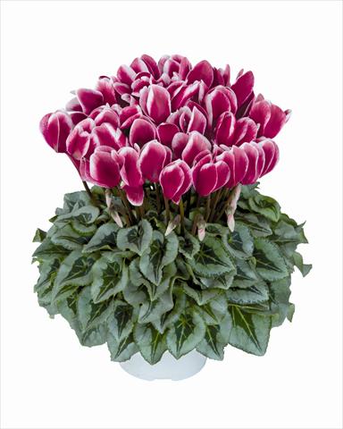 Foto de variedad de flores para ser usadas como: Tarrina de colgar / Maceta Cyclamen persicum Halios Fantasia Magenta Decora 2381