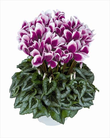 Foto de variedad de flores para ser usadas como: Tarrina de colgar / Maceta Cyclamen persicum Halios Violet Foncé Decora