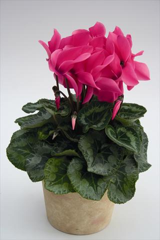 Foto de variedad de flores para ser usadas como: Tarrina de colgar / Maceta Cyclamen persicum Maxora 7038 Pink