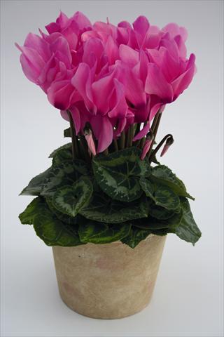 Foto de variedad de flores para ser usadas como: Tarrina de colgar / Maceta Cyclamen persicum Maxora 7047 Neon Pink