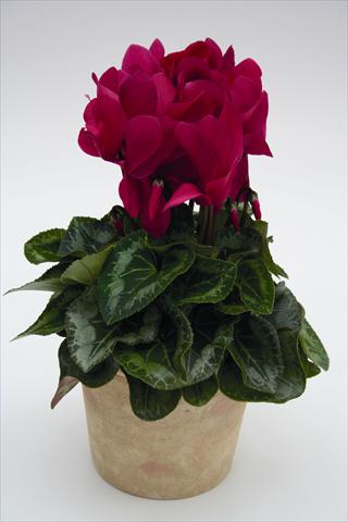 Foto de variedad de flores para ser usadas como: Tarrina de colgar / Maceta Cyclamen persicum Maxora 7050 Wine Red