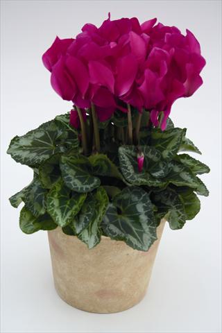 Foto de variedad de flores para ser usadas como: Tarrina de colgar / Maceta Cyclamen persicum Maxora 7077 Light Purple