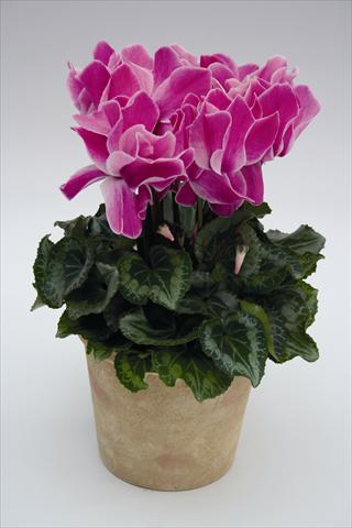 Foto de variedad de flores para ser usadas como: Tarrina de colgar / Maceta Cyclamen persicum Maxora 7078 Purple Flame
