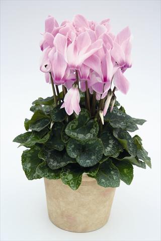Foto de variedad de flores para ser usadas como: Tarrina de colgar / Maceta Cyclamen persicum Maxora 7099 Lilac Flame