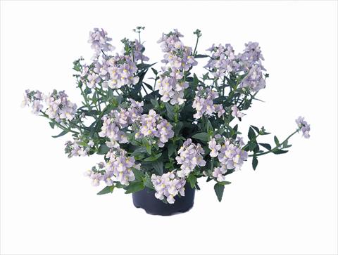 Foto de variedad de flores para ser usadas como: Planta de temporada / borde del macizo Nemesia Nemo Lavender