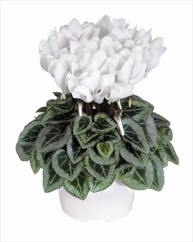 Foto de variedad de flores para ser usadas como: Tarrina de colgar / Maceta Cyclamen persicum Metis Blanc Pur Decora