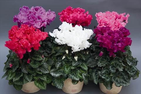 Foto de variedad de flores para ser usadas como: Tarrina de colgar / Maceta Cyclamen persicum Rokolina