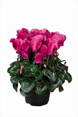 Foto de variedad de flores para ser usadas como: Tarrina de colgar / Maceta Cyclamen persicum Super Serie Allure F1 Dark Violet HR
