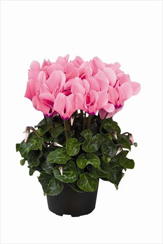 Foto de variedad de flores para ser usadas como: Tarrina de colgar / Maceta Cyclamen persicum Super Serie Allure F1 Light Neon Pink