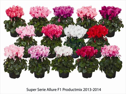 Foto de variedad de flores para ser usadas como: Tarrina de colgar / Maceta Cyclamen persicum Super Serie Allure F1 Productmix