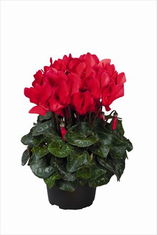 Foto de variedad de flores para ser usadas como: Tarrina de colgar / Maceta Cyclamen persicum Super Serie Allure F1 Red HR