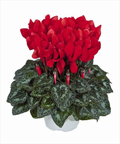 Foto de variedad de flores para ser usadas como: Tarrina de colgar / Maceta Cyclamen persicum Tianis Rouge Ecarlate 3012