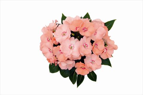 Foto de variedad de flores para ser usadas como: Maceta o cesta de trasplante Impatiens nuova guinea Paradise Nosara
