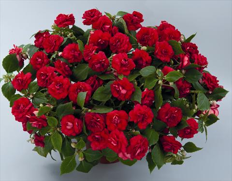 Foto de variedad de flores para ser usadas como: Maceta o cesta de trasplante Impatiens walleriana Musica Elegant Red ID 9-6131(2010)