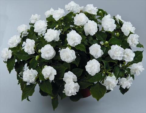 Foto de variedad de flores para ser usadas como: Maceta o cesta de trasplante Impatiens walleriana Musica Pure White ID 9-2528(2010)