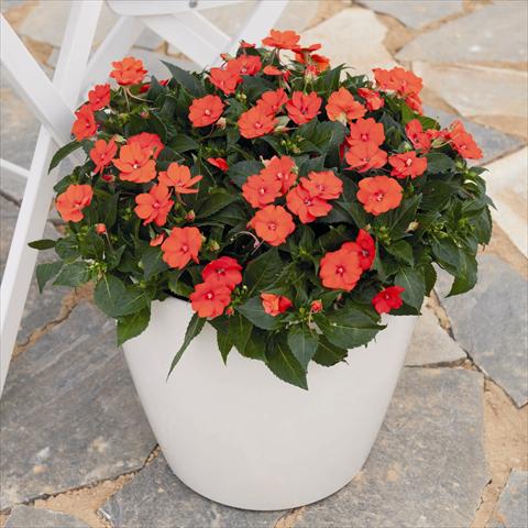 Foto de variedad de flores para ser usadas como: Maceta o cesta de trasplante Impatiens x hybrida Sunpatiens compact electric orange