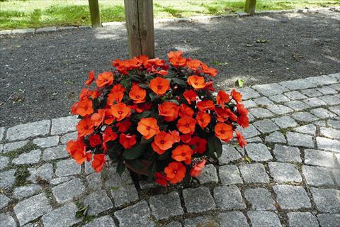 Foto de variedad de flores para ser usadas como: Maceta o cesta de trasplante Impatiens x hybrida SunPatiens Compact Hot Coral