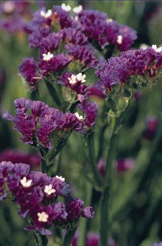 Foto de variedad de flores para ser usadas como: Maceta y planta de temporada Limonium Fury Dark Blue