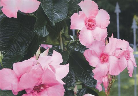 Foto de variedad de flores para ser usadas como: Maceta y planta de temporada Mandevilla Super Trouper Double Pink