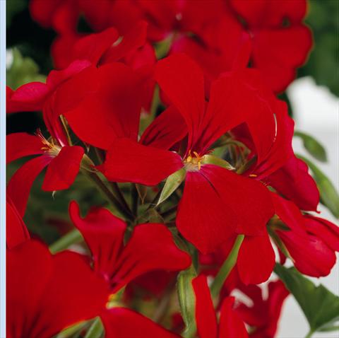 Foto de variedad de flores para ser usadas como: Maceta y planta de temporada Pelargonium peltatum RB Red