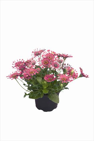 Foto de variedad de flores para ser usadas como: Planta de temporada / borde del macizo Osteospermum Astra Purple Spoon