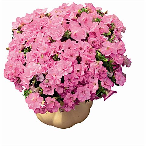 Foto de variedad de flores para ser usadas como: Maceta o cesta de trasplante Petunia pendula Surfinia Double Dark Pink 2657