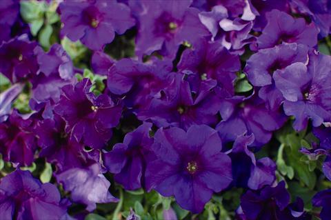 Foto de variedad de flores para ser usadas como: Maceta o cesta de trasplante Petunia pendula Surfinia Velvet Blue