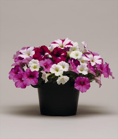 Foto de variedad de flores para ser usadas como: Maceta o cesta de trasplante Petunia x hybrida Colorsgames Tray 2 Strawberry Pie