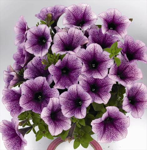 Foto de variedad de flores para ser usadas como: Maceta o cesta de trasplante Petunia x hybrida Poptunia Blue Vein