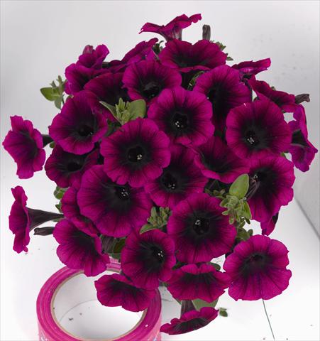 Foto de variedad de flores para ser usadas como: Maceta o cesta de trasplante Petunia x hybrida Poptunia Deep Raspberry