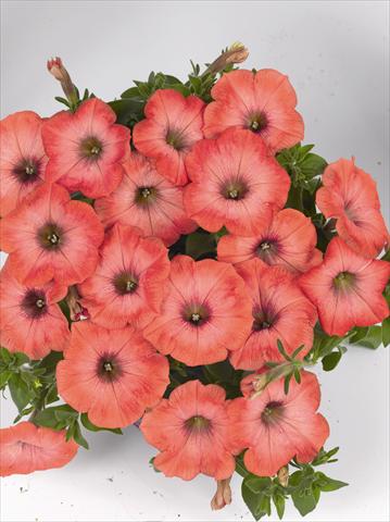 Foto de variedad de flores para ser usadas como: Maceta o cesta de trasplante Petunia x hybrida Poptunia Orange