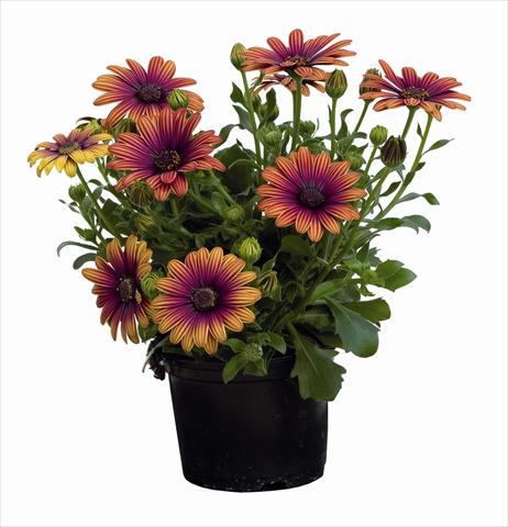 Foto de variedad de flores para ser usadas como: Planta de temporada / borde del macizo Osteospermum Astra Outback Purple