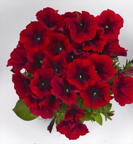 Foto de variedad de flores para ser usadas como: Maceta o cesta de trasplante Petunia x hybrida Poptunia Red