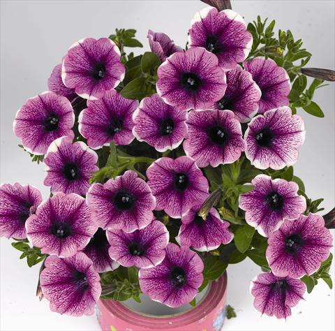 Foto de variedad de flores para ser usadas como: Maceta o cesta de trasplante Petunia x hybrida Poptunia White Merlot