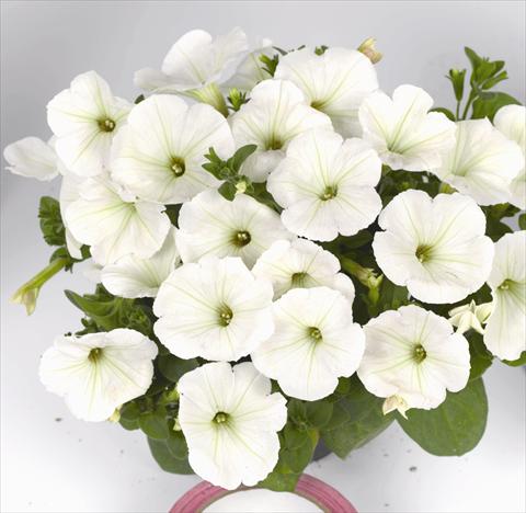 Foto de variedad de flores para ser usadas como: Maceta o cesta de trasplante Petunia x hybrida Poptunia White