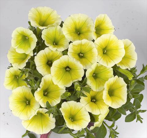 Foto de variedad de flores para ser usadas como: Maceta o cesta de trasplante Petunia x hybrida Poptunia Yellow
