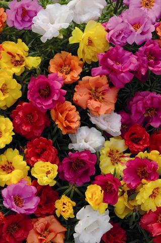 Foto de variedad de flores para ser usadas como: Maceta o cesta de trasplante Portulaca Spritz Mix