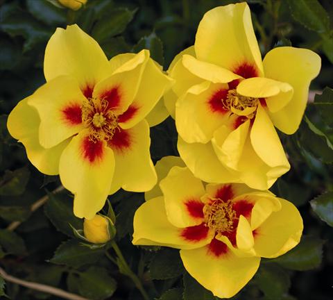 Foto de variedad de flores para ser usadas como: Maceta y planta de temporada Rosa rampicante Eyeconic® Meipouzmoi